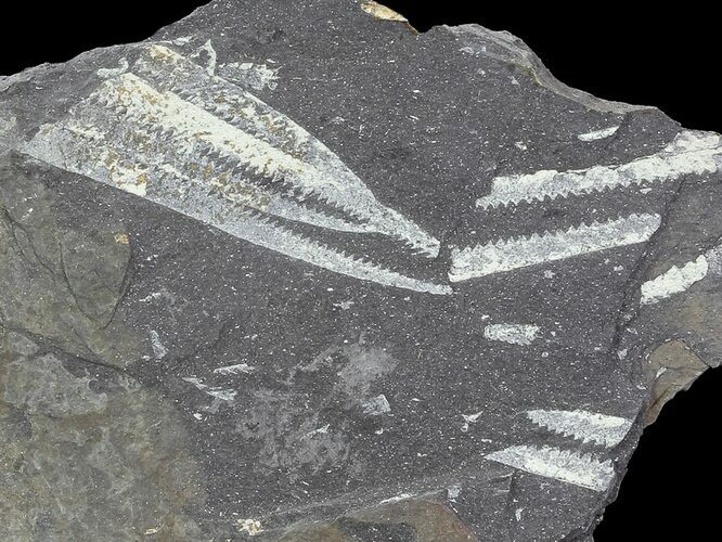 Fossil Graptolites (Didymograptus) - Great Britain #68010